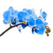 Mėlyna orchidėja