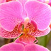 Rožinė orchidėja
