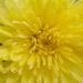 Geltona chrizantema